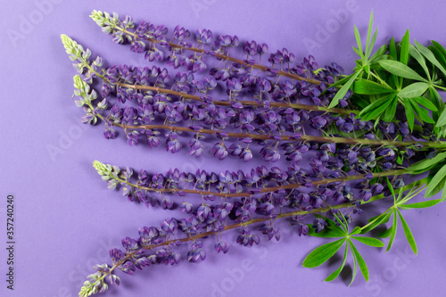 Purple lupine flowers with green leaves on violet background