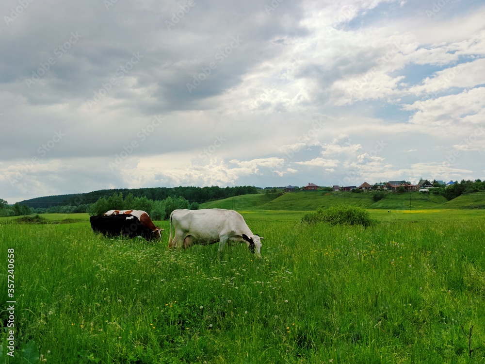 cows graze and eat green grass in a meadow near the village against a blue cloudy sky before the rain cows graze and eat green grass in a meadow near the village against a blue cloudy sky before the rain