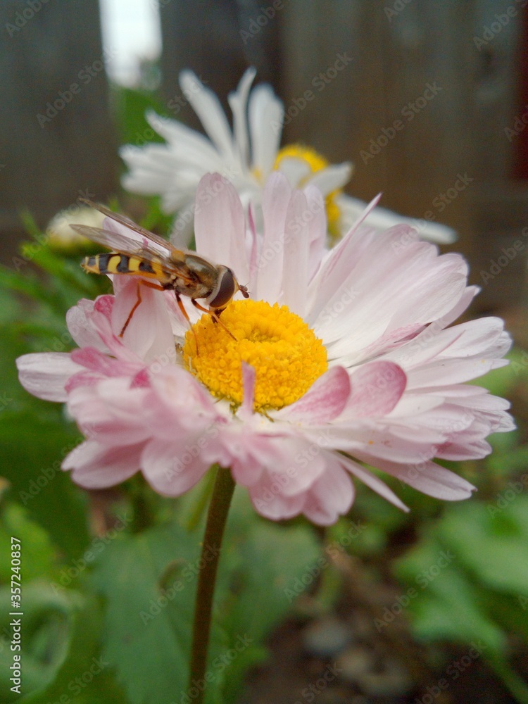 yellow striped fly on a camomile with delicate pink petals in a summer garden in macro photography yellow striped fly on a camomile with delicate pink petals in a summer garden in macro photography