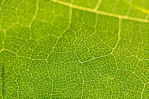 green leaf structure in macro