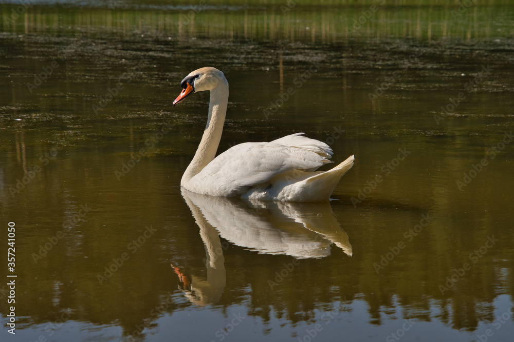 Ein weißer Schwan posiert im See und spiegelt sich auf der Wasserobfläche Ein weißer Schwan posiert im See und spiegelt sich auf der Wasserobfläche