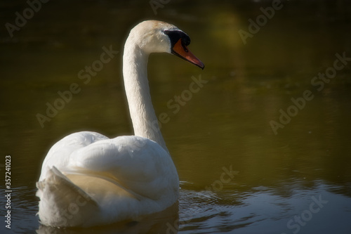 Ein wei  er Schwan posiert im See und spiegelt sich auf der Wasserobfl  che