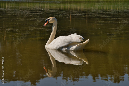 Ein weißer Schwan posiert im See und spiegelt sich auf der Wasserobfläche