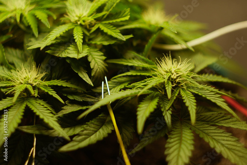 Cannabis plant with buds. Low stress training cultivation. Marijuana training. 