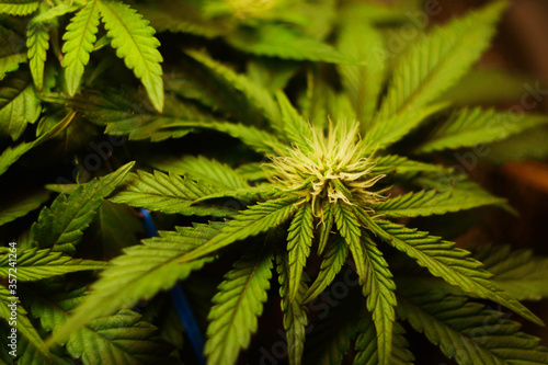 Cannabis plant with buds. Low stress training cultivation. Marijuana training. 