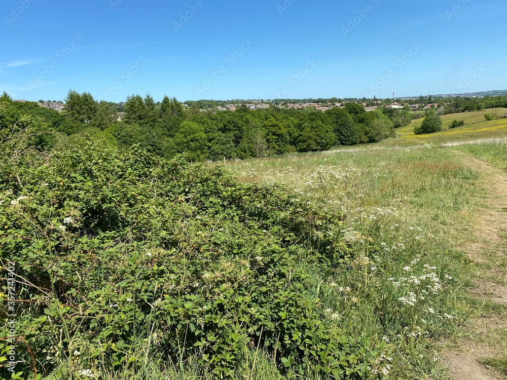Landscape with bushes and meadow near, Allerton, Bradford, UK
