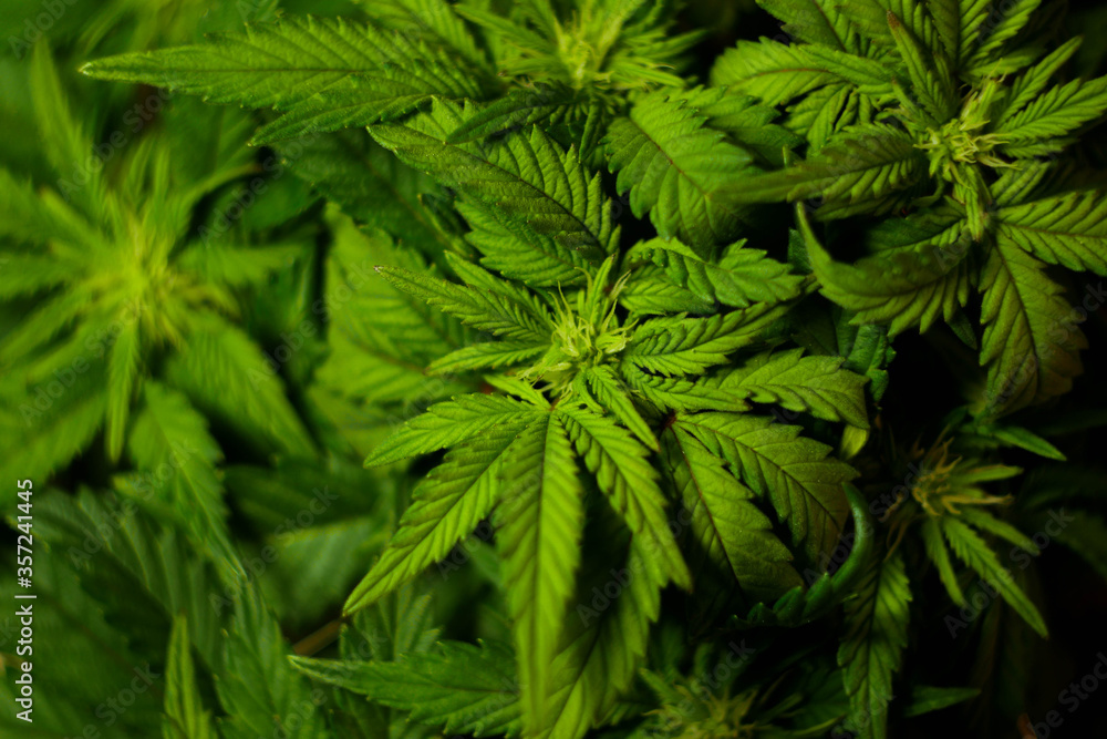 Cannabis leaves texture. CBD oil. Marijuana cultivation. Weed legalization. Recreational use Cannabis leaves texture. CBD oil. Marijuana cultivation. Weed legalization. Recreational use