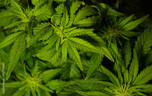 Cannabis leaves texture. CBD oil. Marijuana cultivation. Weed legalization. Recreational use 