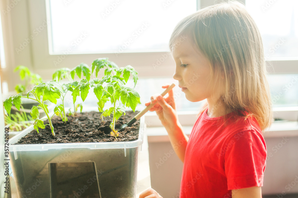 Fototapeta premium Little cute girl in a red T-shirt grows a seedling of tomatoes in a small home garden