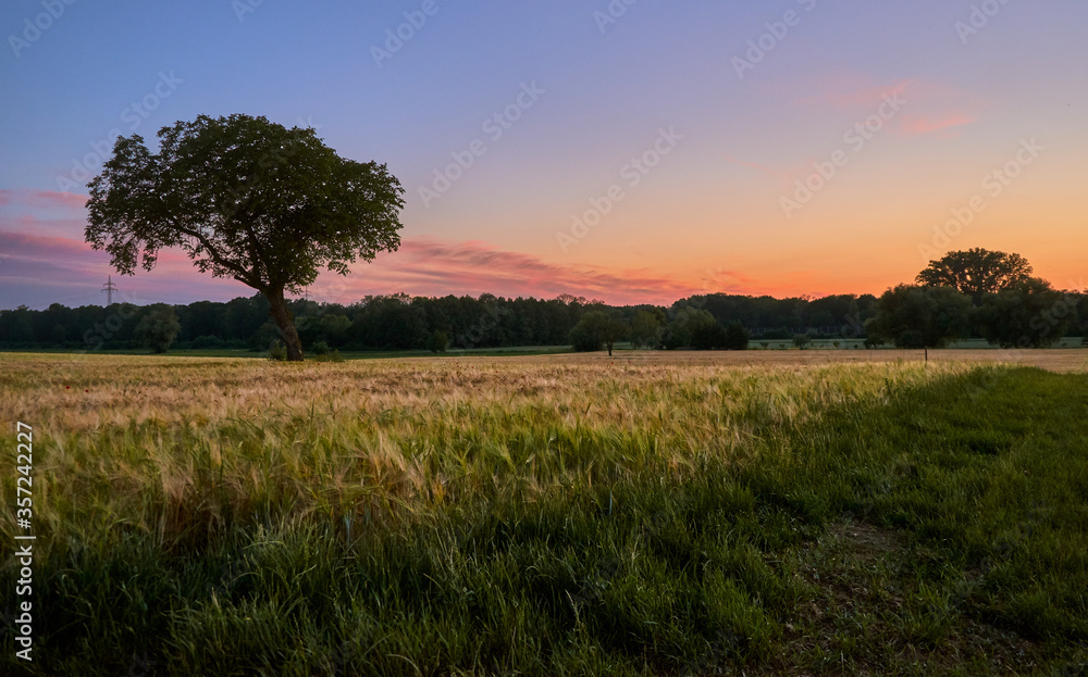 Single tree silhouette in wide grass field at sunset Single tree silhouette in wide grass field at sunset