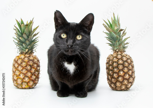 Black cat with pinapples photo