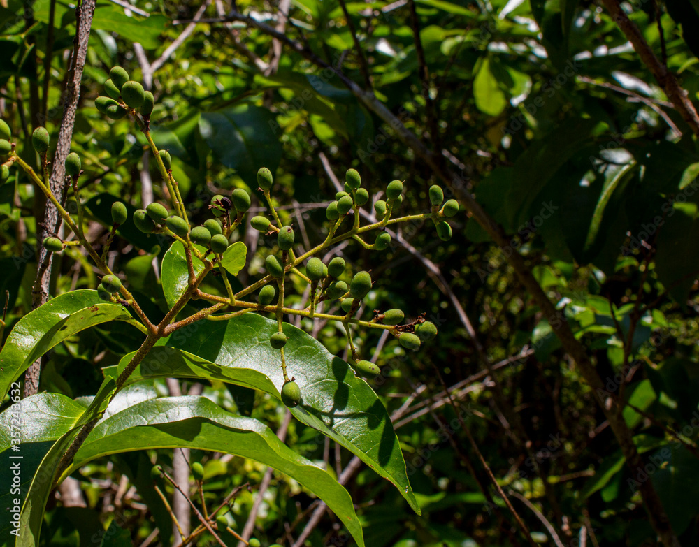 Green fruit on the bunch with green leaves background.