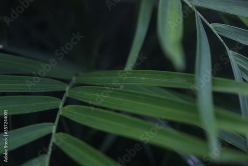 Green photo wallpaper of nature and plants, background image in the style of the jungle, tropical plants. palm leaves. 