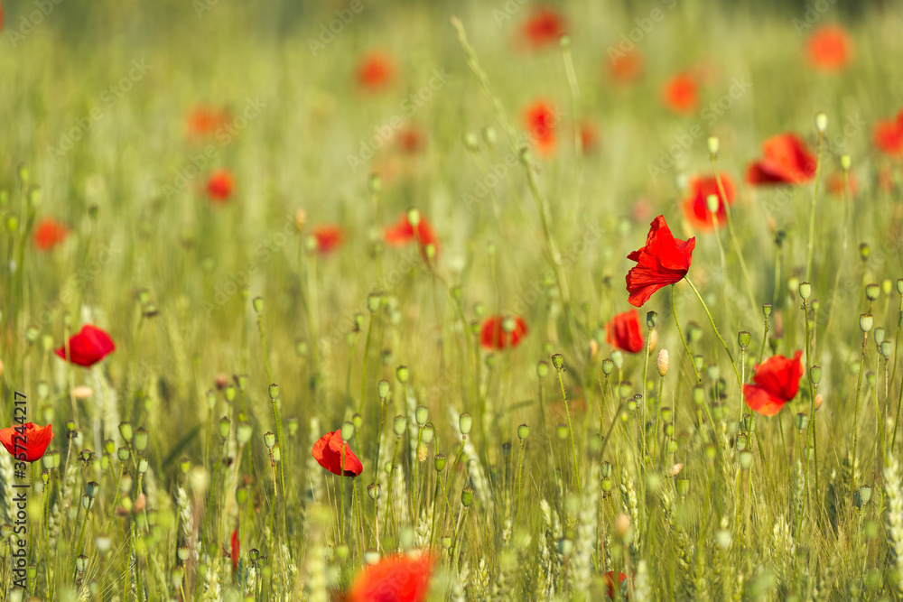 Fototapeta premium Papaveri e campi di grano