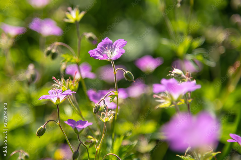Geranium sylvaticum or woodland geranium flowers Geranium sylvaticum or woodland geranium flowers