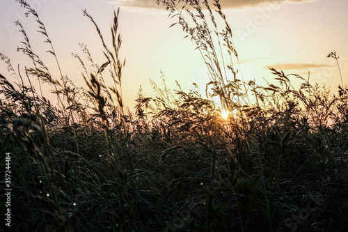 Silhouettes of meadow grasses on the backgrounds of the sunrise in Ukraine. Copy space.