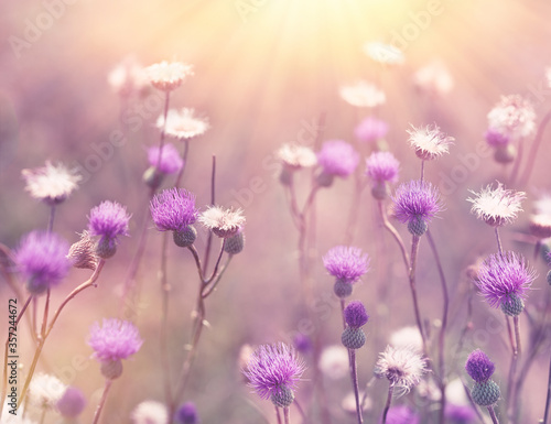 Beautiful flower, beautiful nature, flowering purple flower of thistle, flowers of burdock lit by sun rays (sunbeams) 