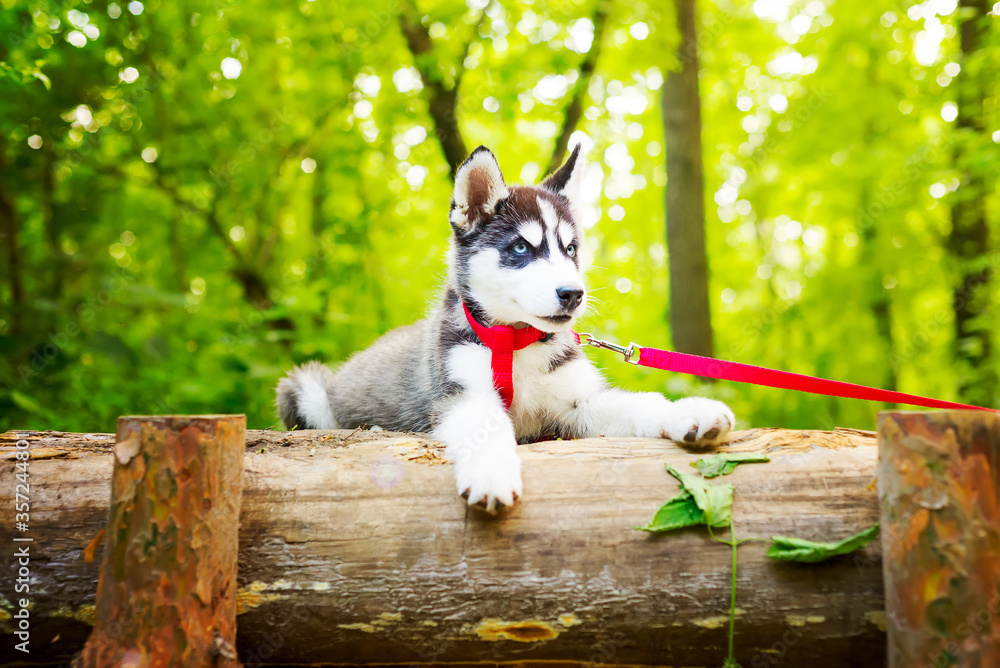 Fototapeta premium Siberian little Husky breed dog lying on green grass in the forest on a leash