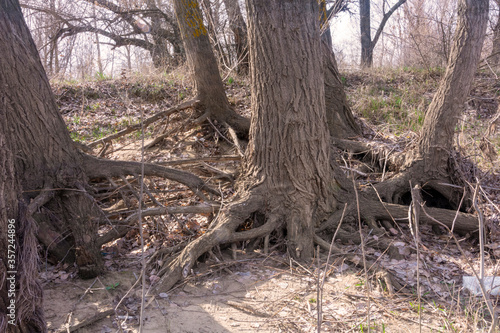 Large tree roots connect in the forest. A close-up of old roots.