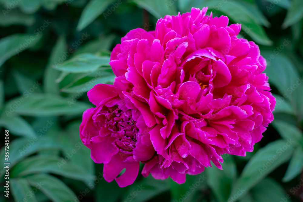 pink peonies and on a green background, summer nature