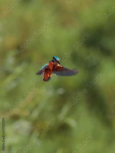 Close-up photo of a kingfisher while hunting, hanging in the air before an attack. Flying jewel. Common Kingfisher, Alcedo atthis.