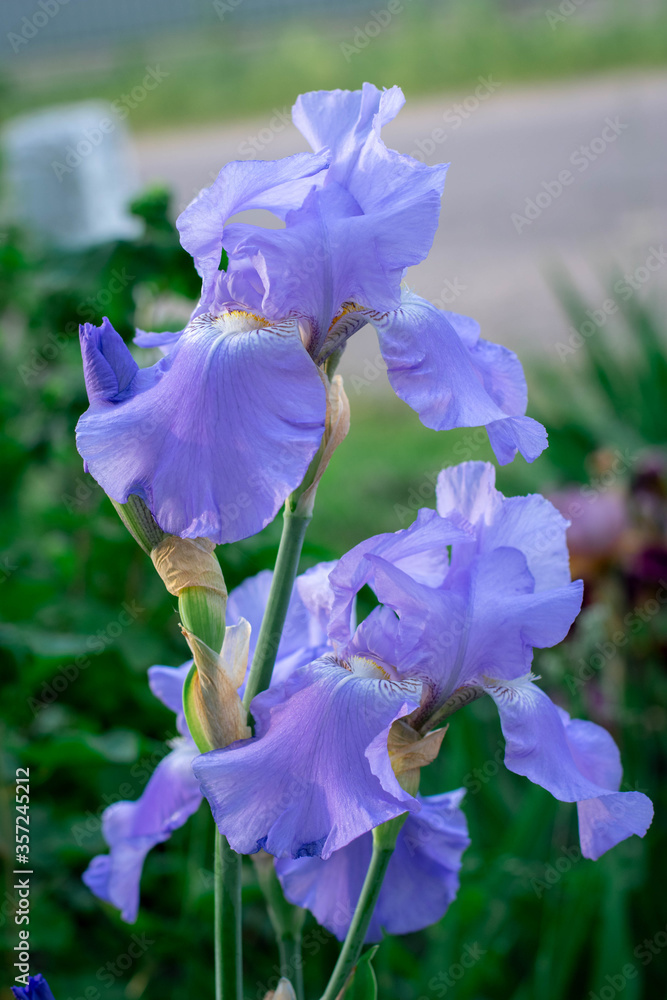 
Summer flowers, blue irises and on a green background, cockerels, flowers summer nature