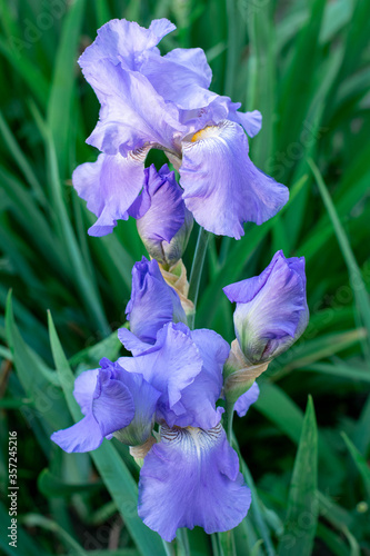  Summer flowers, blue irises and on a green background, cockerels, flowers summer nature