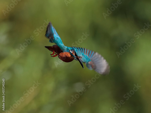 Close-up photo of a kingfisher while hunting, hanging in the air before an attack. Flying jewel. Common Kingfisher, Alcedo atthis.