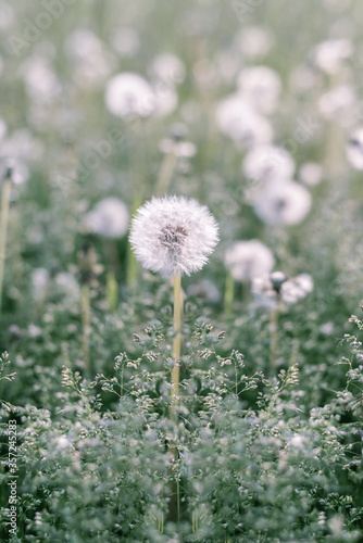 White dandelion. White flower. Green blurred background. nature.