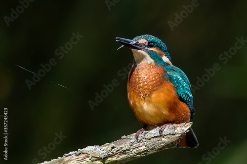 Kingfisher with caught fish sitting on a twig in its natural habitat. Flying jewel. Common Kingfisher, Alcedo atthis