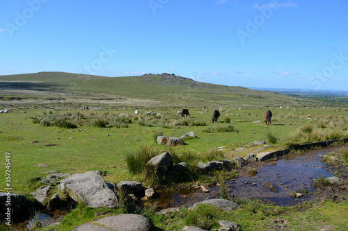 Canvas Print Clapper Bridge over Longash Leat with Dartmoor ponies grazing and a tor in the background
