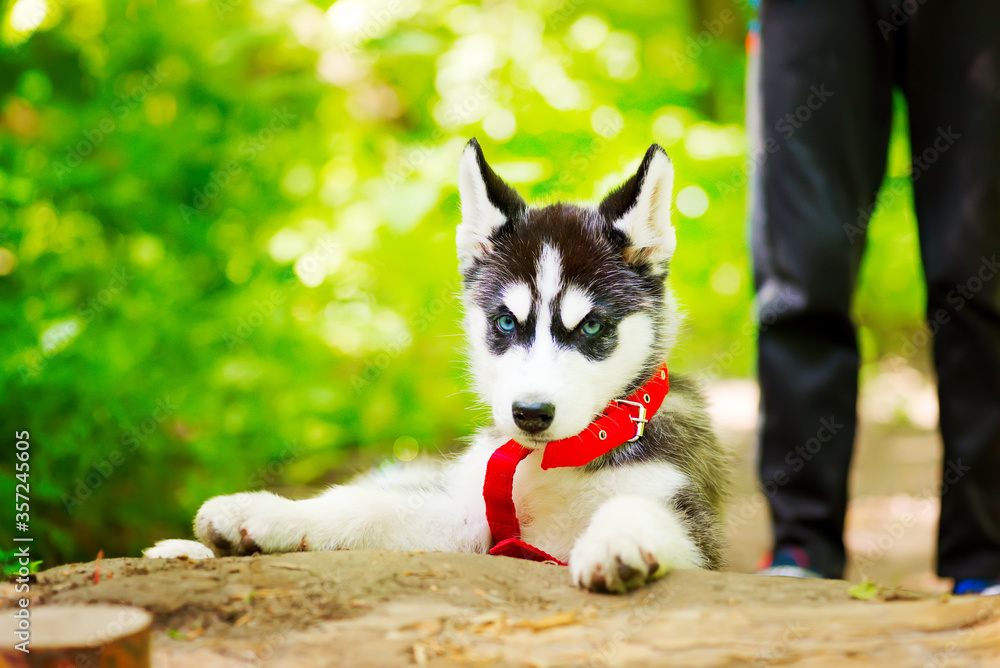 Siberian little Husky breed dog walks through the woods with a boy