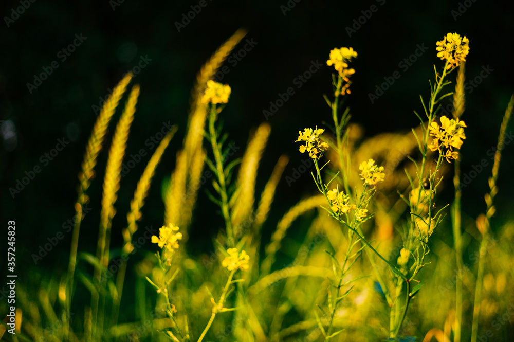 Obraz premium Raps im Licht