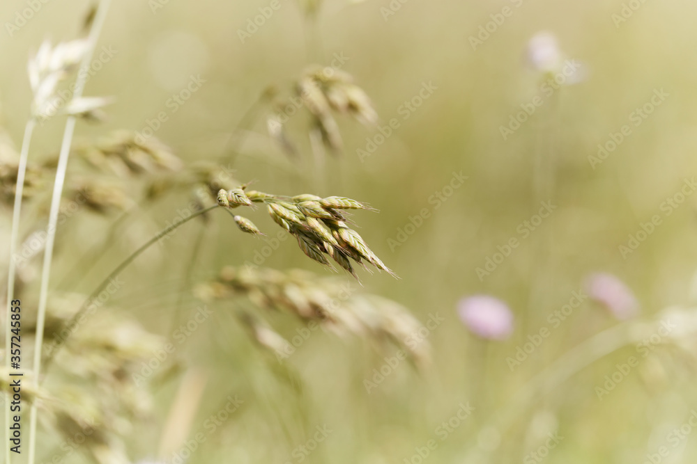 Nature background with wildgrass under sunlight. Selective focus. Plant background. Nature background with wildgrass under sunlight. Selective focus. Plant background.