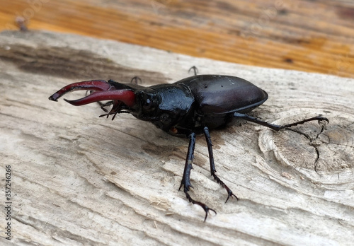 Male stag beetle (lat. Lucanus cervus) close-up © 46boris48