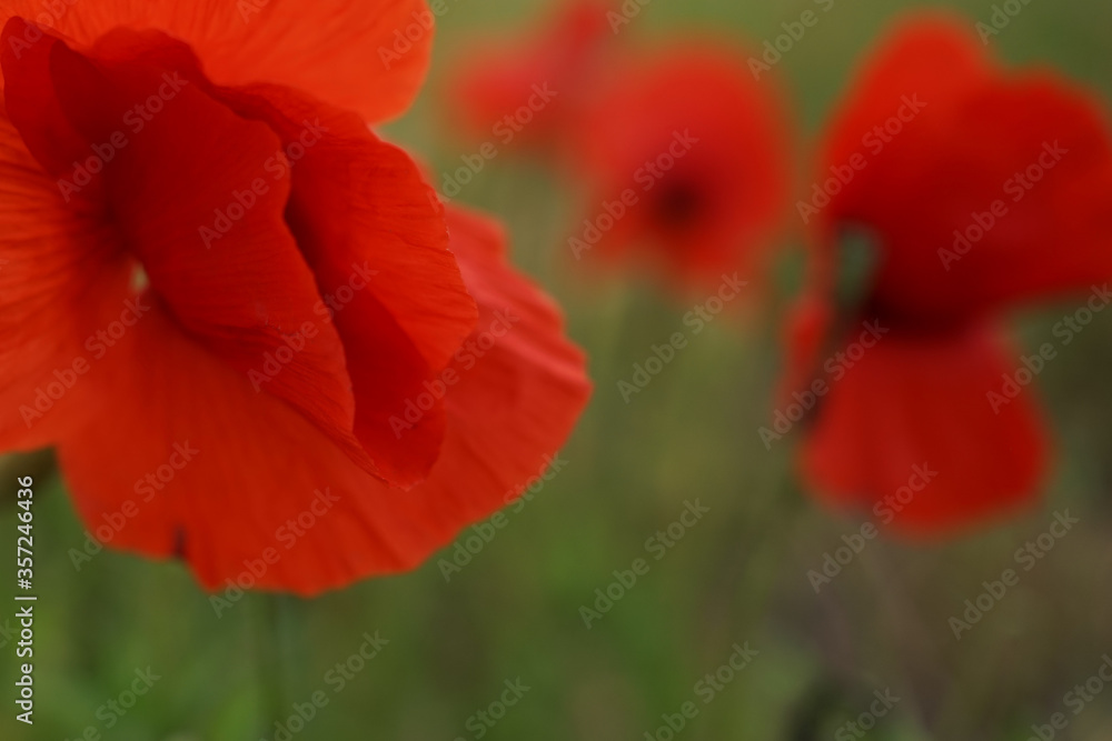Obraz premium Red colored Papaver rhoeas or common poppy against green field.