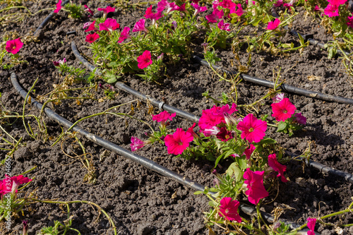A flower bed of petunias with a drip irrigation system. Drip equipment for gardening.