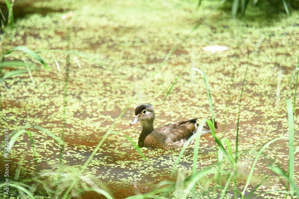 fledgling wood duck on a swamp fledgling wood duck on a swamp