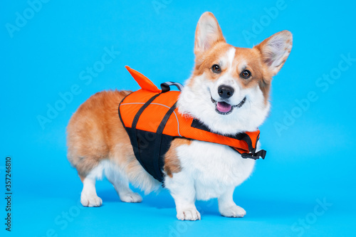 Funny smiling welsh corgi pembroke or cardigan puppy in orange life vest stands on blue background and looks forward, copy space for text. Rules for swimming and being in pool or pond, lifeguard dog