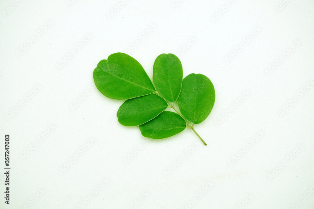 Moringa oleifera leaf isolated on white, super food for health. Moringa oleifera leaf isolated on white, super food for health.