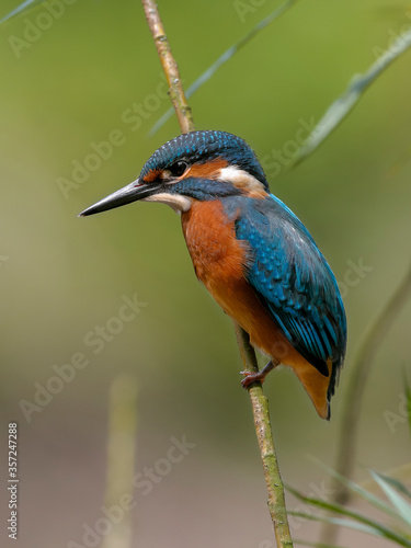 Close-up portrait of Common Kingfisher, Alcedo atthis, lurking on a twig, against a background of a green bushes. Flying jewel © Daniel Dunca