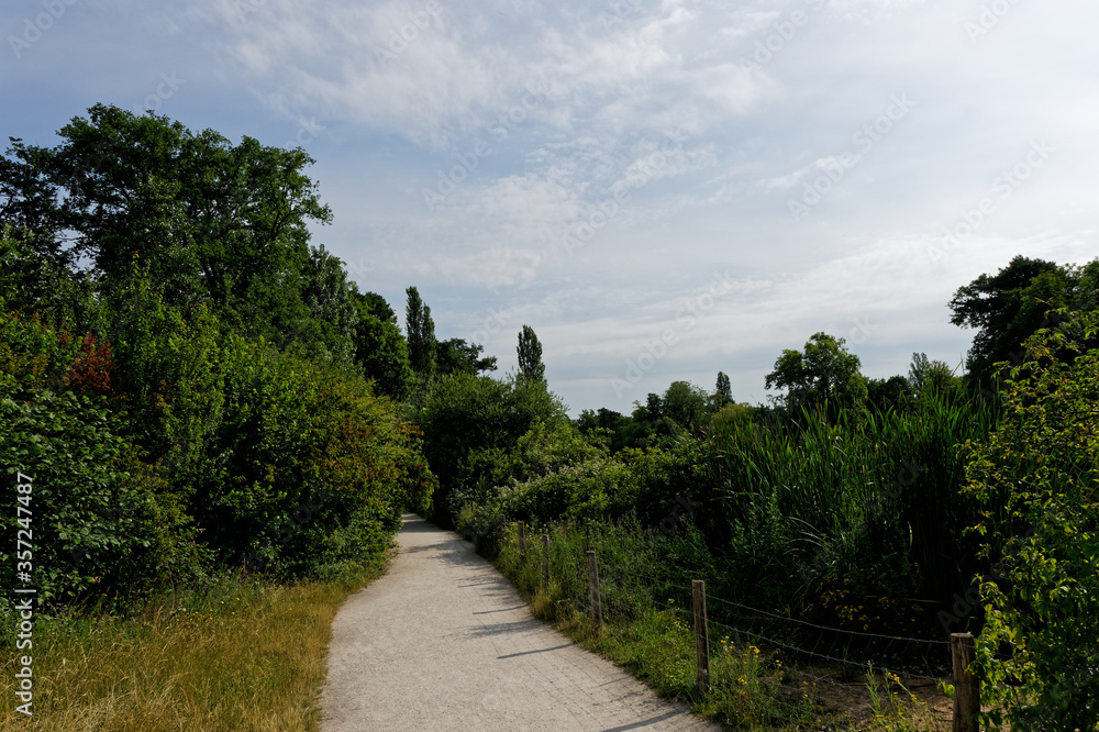 Path between green trees