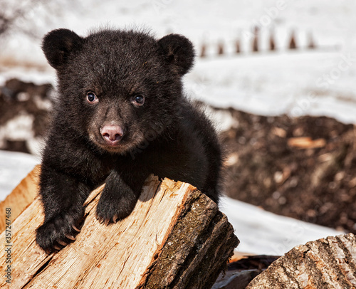 Fototapeta American Black Bear cub