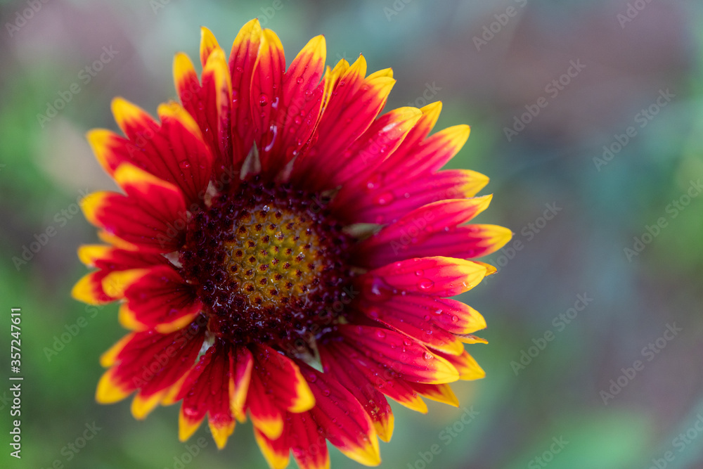 red and yellow flower red and yellow flower