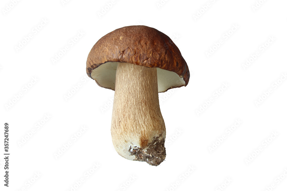 Boletus mushroom on white background, isolated image. Boletus mushroom on white background, isolated image.