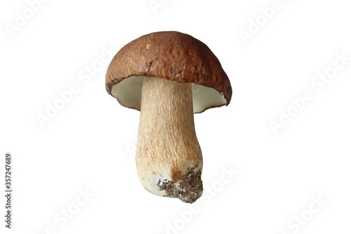 Boletus mushroom on white background, isolated image.