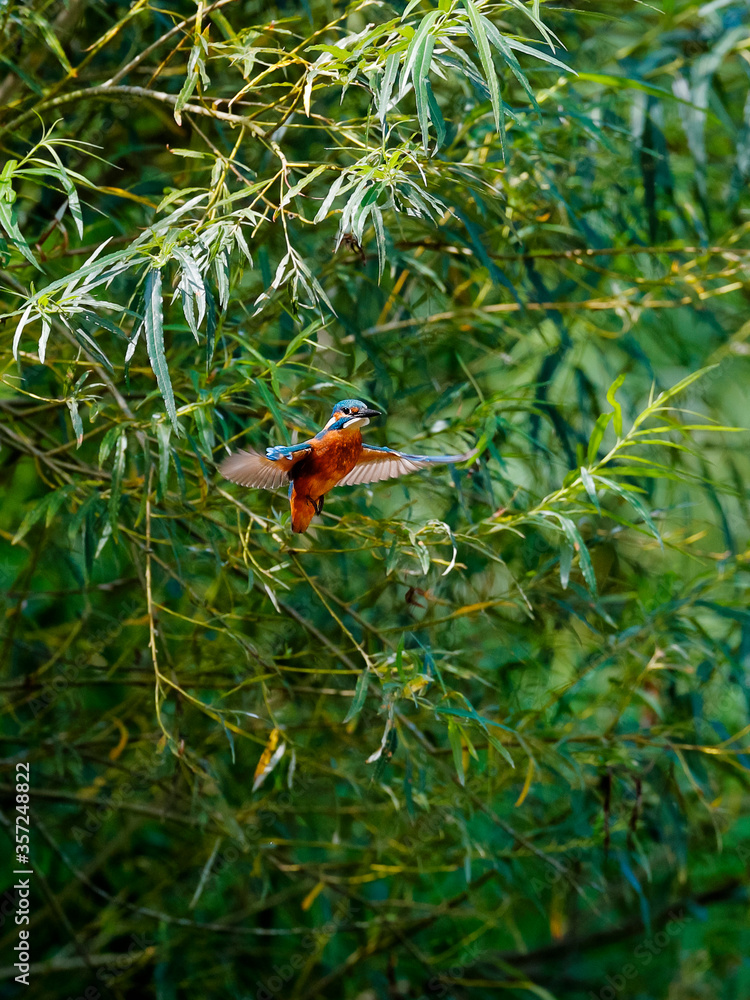 Close-up photo of a kingfisher while hunting, hanging in the air before an attack. Flying jewel. Common Kingfisher, Alcedo atthis. Close-up photo of a kingfisher while hunting, hanging in the air before an attack. Flying jewel. Common Kingfisher, Alcedo atthis.