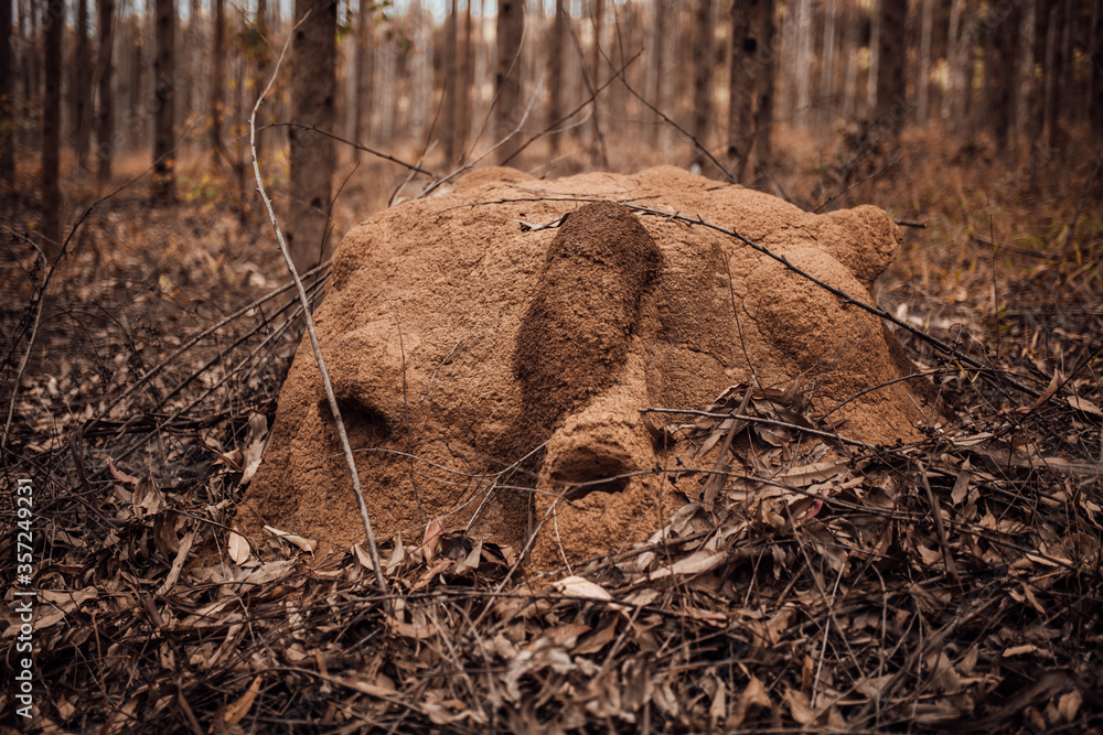 Fototapeta premium deer in the woods