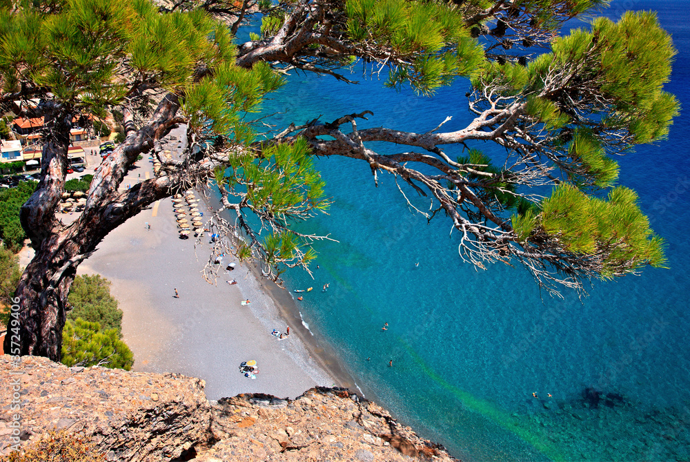 CRETE ISLAND, GREECE. Pine tree hanging on a cliff over Agia Fotia beach, Ierapetra municipality, Lasithi prefecture. CRETE ISLAND, GREECE. Pine tree hanging on a cliff over Agia Fotia beach, Ierapetra municipality, Lasithi prefecture.