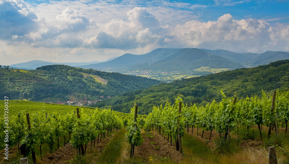 Fototapeta premium Landschaft im Val de Villé im Elsass im Frühsommer